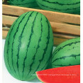 HW22 Gamju small oval green F1 hybrid watermelon seeds in vegetable seeds